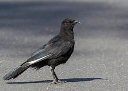 White-winged Chough