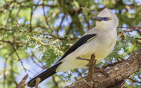 Stresemann's Bushcrow