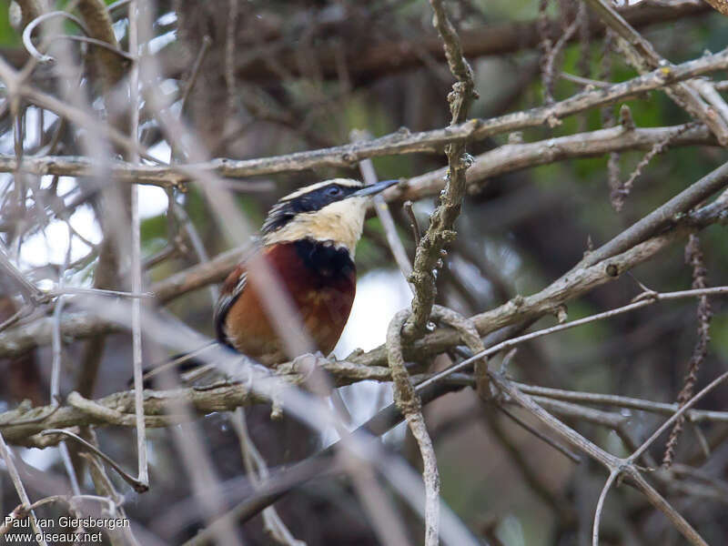 Elegant Crescentchest male adult, close-up portrait