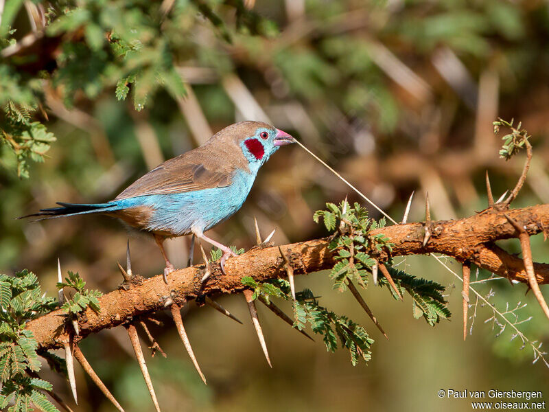 Red-cheeked Cordon-bleu