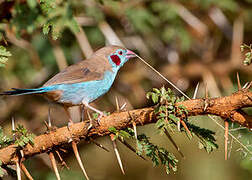 Red-cheeked Cordon-bleu