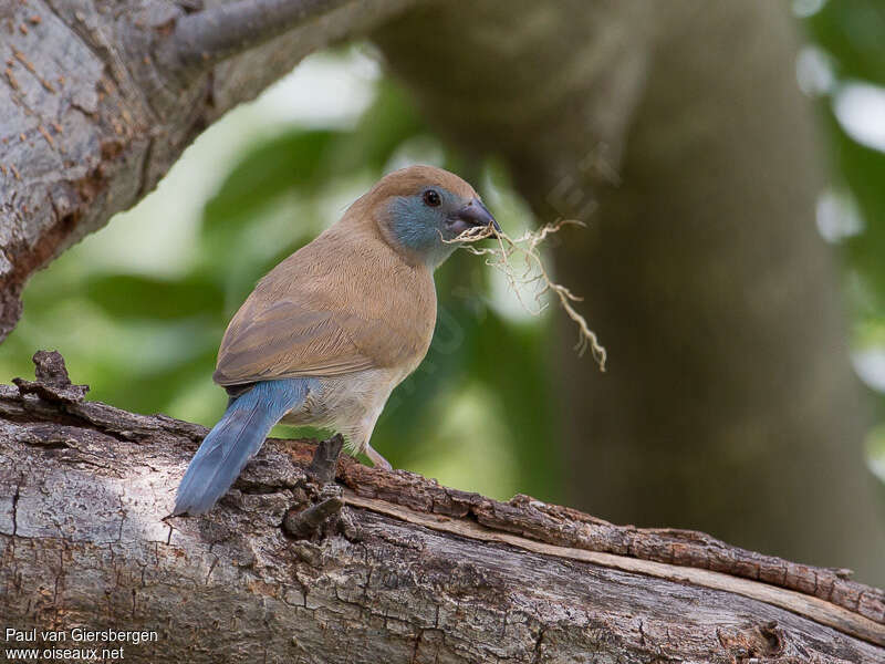 Red-cheeked Cordon-bleu female adult breeding, Reproduction-nesting