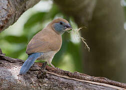 Red-cheeked Cordon-bleu