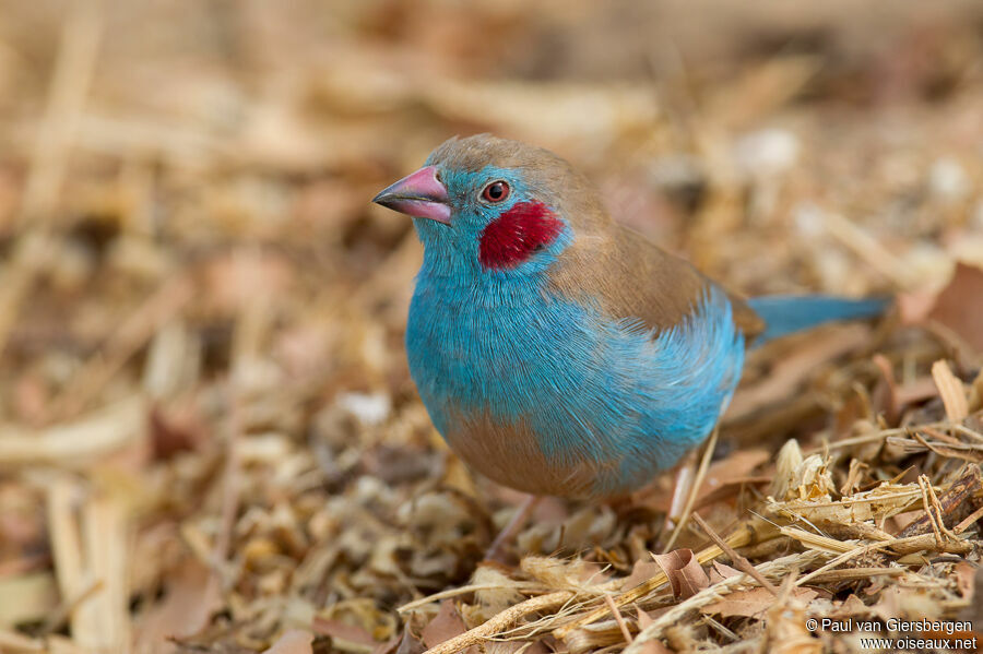 Cordonbleu à joues rouges