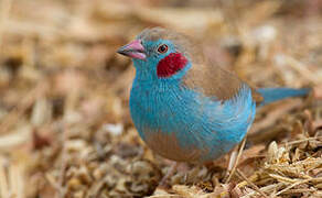 Red-cheeked Cordon-bleu