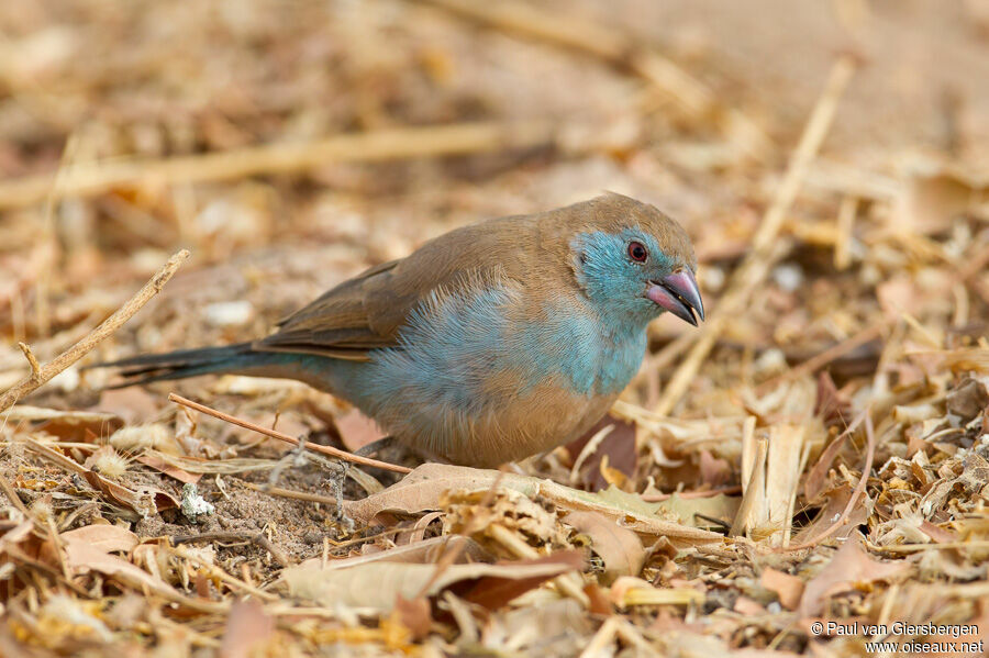 Cordonbleu à joues rouges