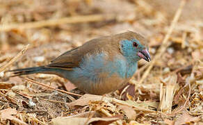 Red-cheeked Cordon-bleu