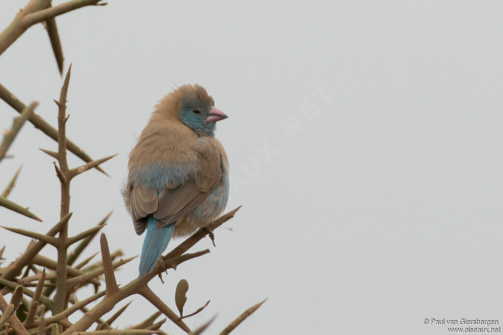 Blue-capped Cordon-bleu female adult