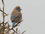 Cordonbleu cyanocéphale