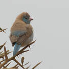 Cordonbleu cyanocéphale