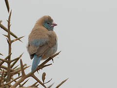 Blue-capped Cordon-bleu