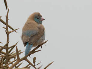 Cordonbleu cyanocéphale