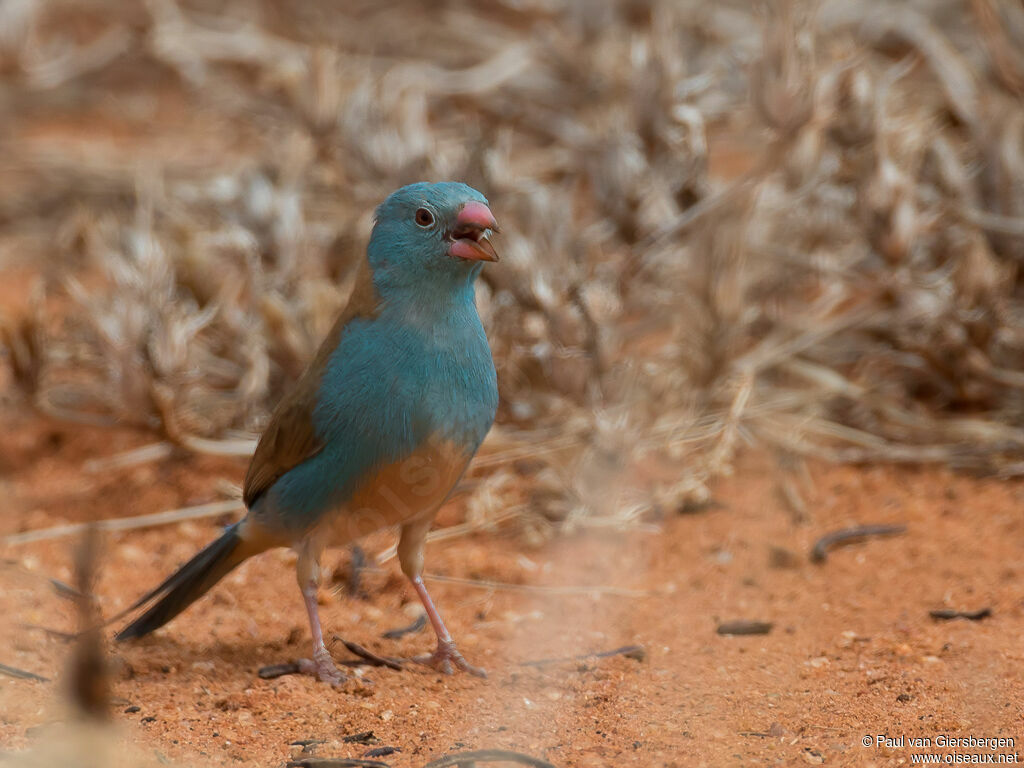 Cordonbleu cyanocéphale mâle adulte