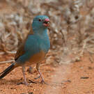 Cordonbleu cyanocéphale