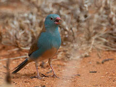 Blue-capped Cordon-bleu