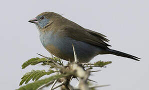 Blue-capped Cordon-bleu