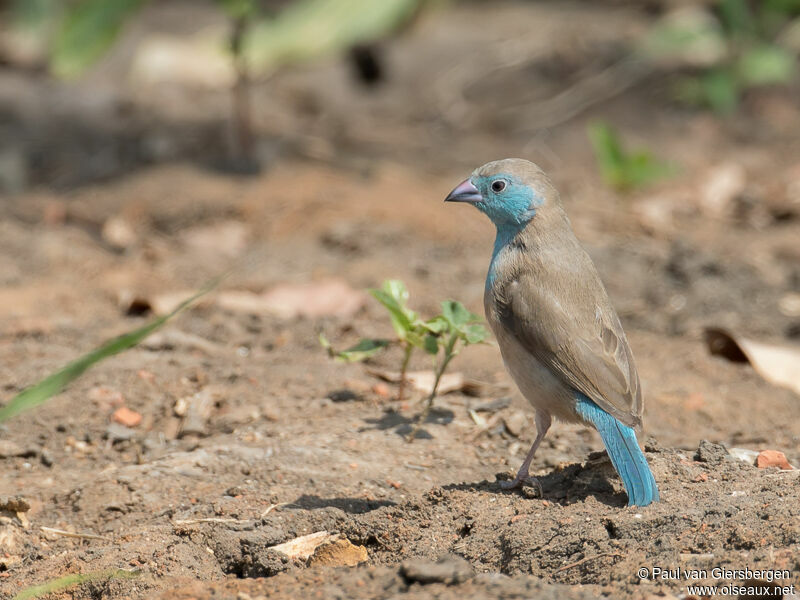 Blue Waxbill