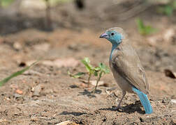 Blue Waxbill