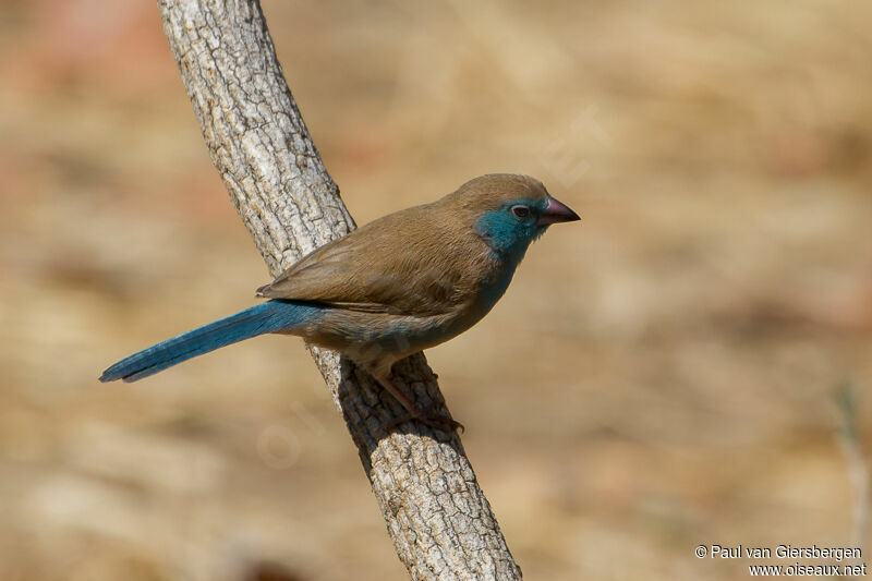 Blue Waxbill