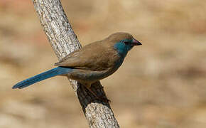 Blue Waxbill