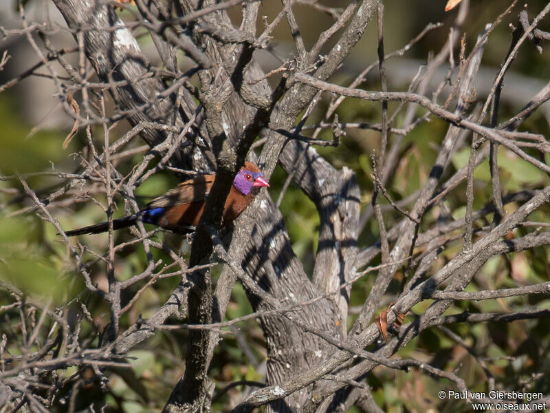 Violet-eared Waxbill male adult