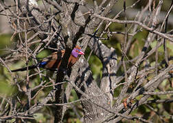 Violet-eared Waxbill