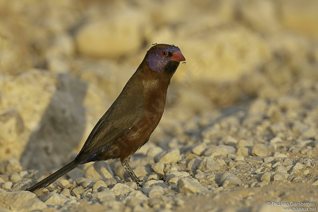 Violet-eared Waxbilladult