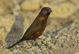 Violet-eared Waxbill