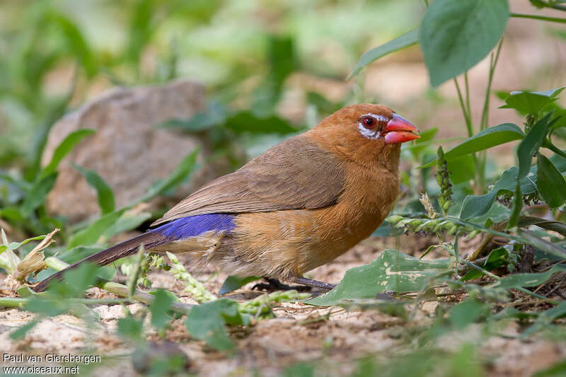 Purple Grenadier female adult breeding, identification