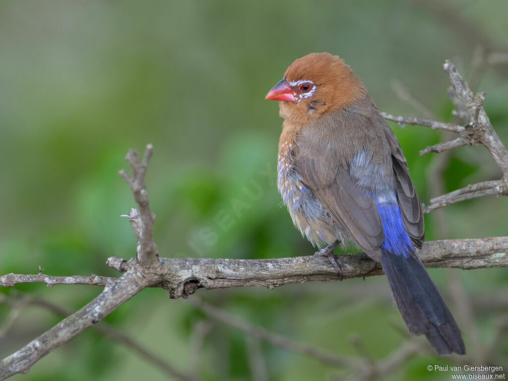 Purple Grenadier female adult