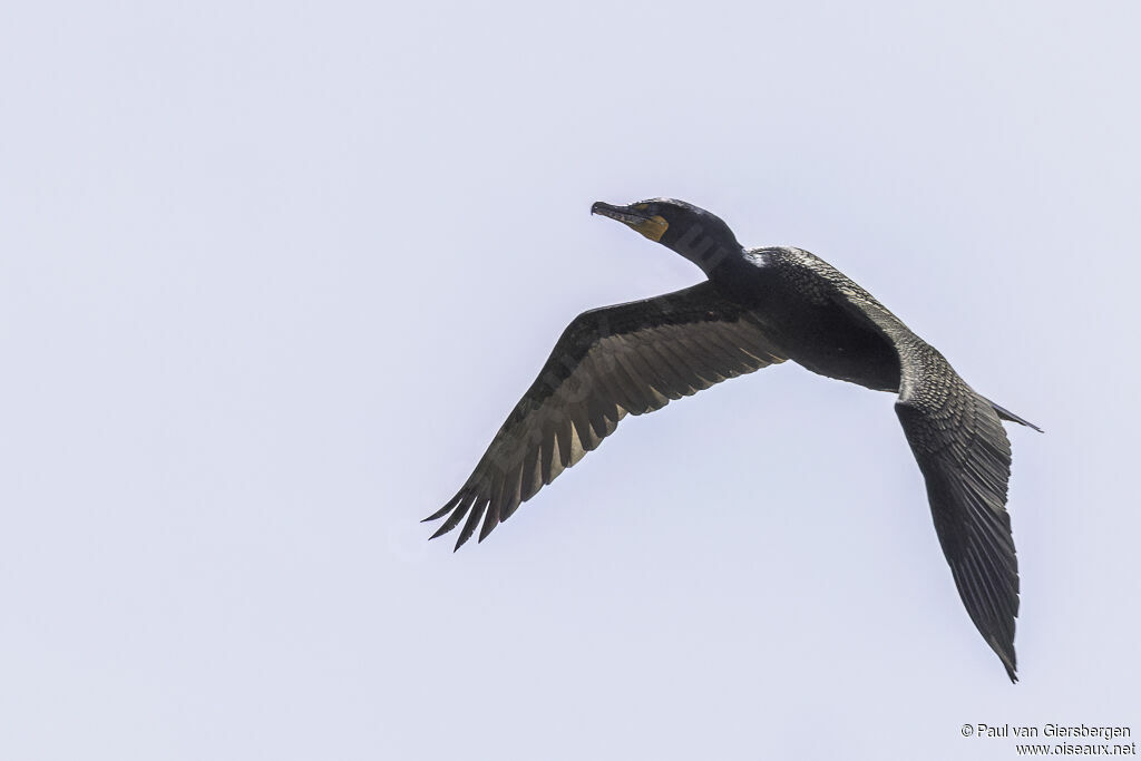 Cormoran à aigrettesadulte