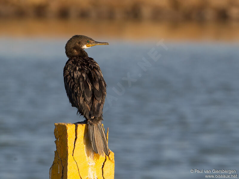 Cormoran à cou brun