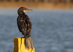 Indian Cormorant