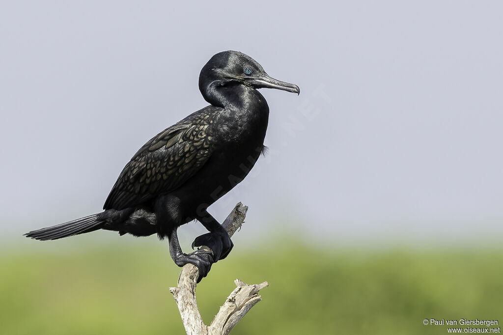 Indian Cormorantadult