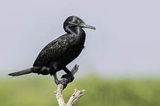 Cormoran à cou brun