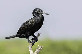 Cormoran à cou brun