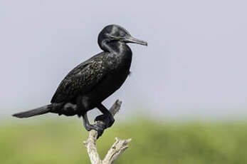 Cormoran à cou brun