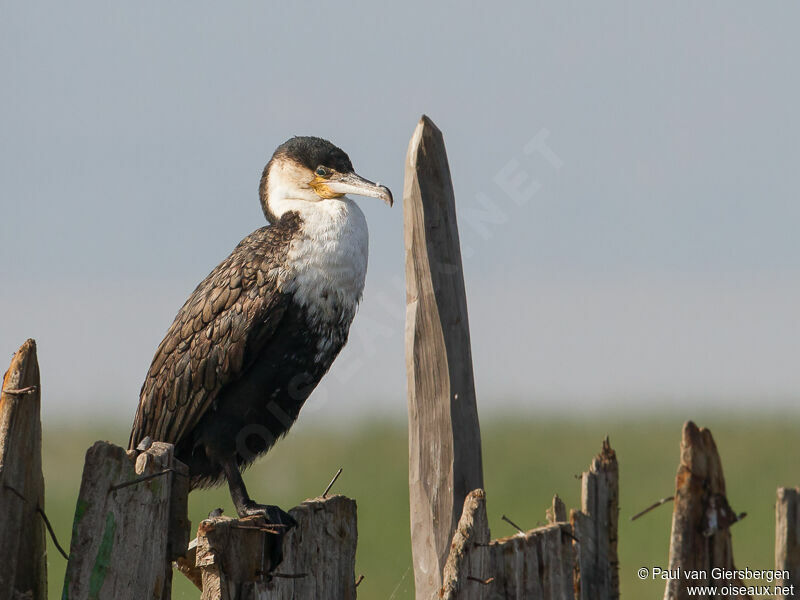 Cormoran à poitrine blanche