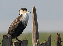 White-breasted Cormorant