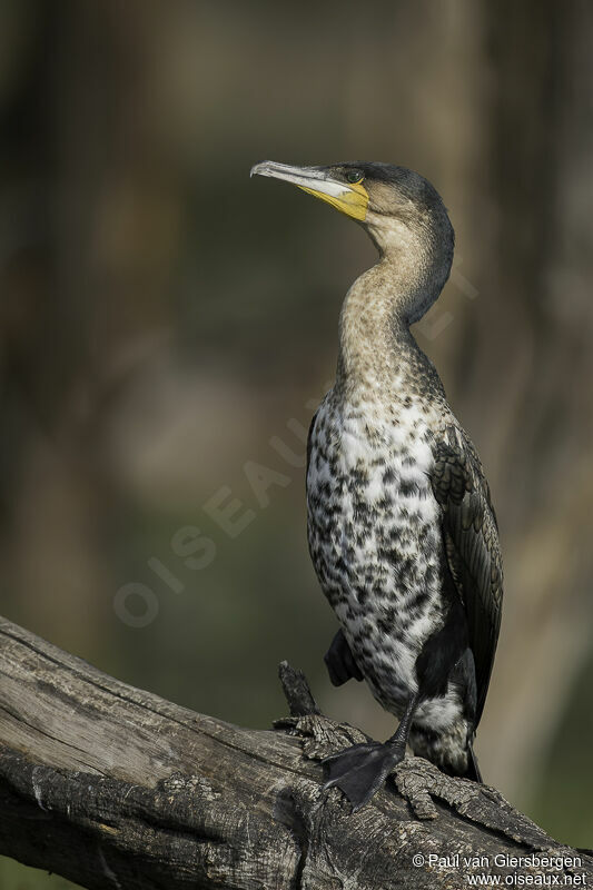 White-breasted Cormorantadult