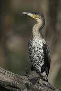 Cormoran à poitrine blanche