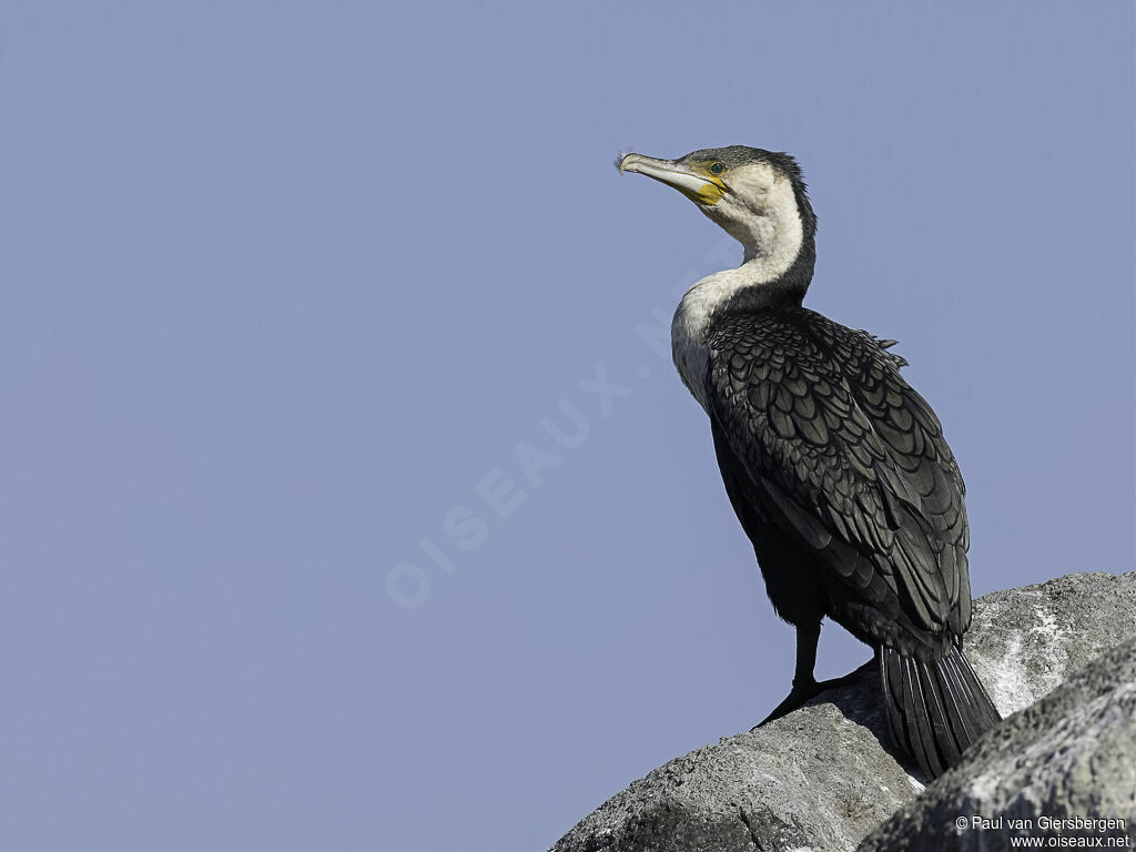 White-breasted Cormorantadult