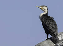 Cormoran à poitrine blanche