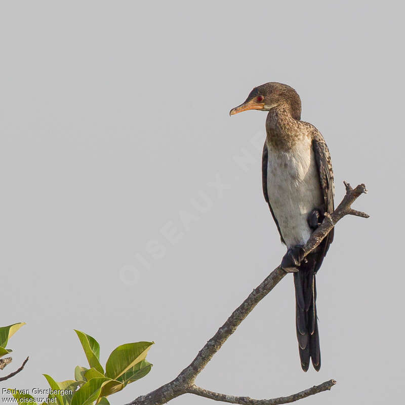 Cormoran africainadulte, portrait