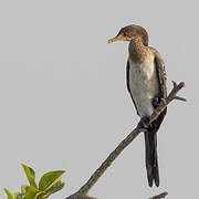 Reed Cormorant