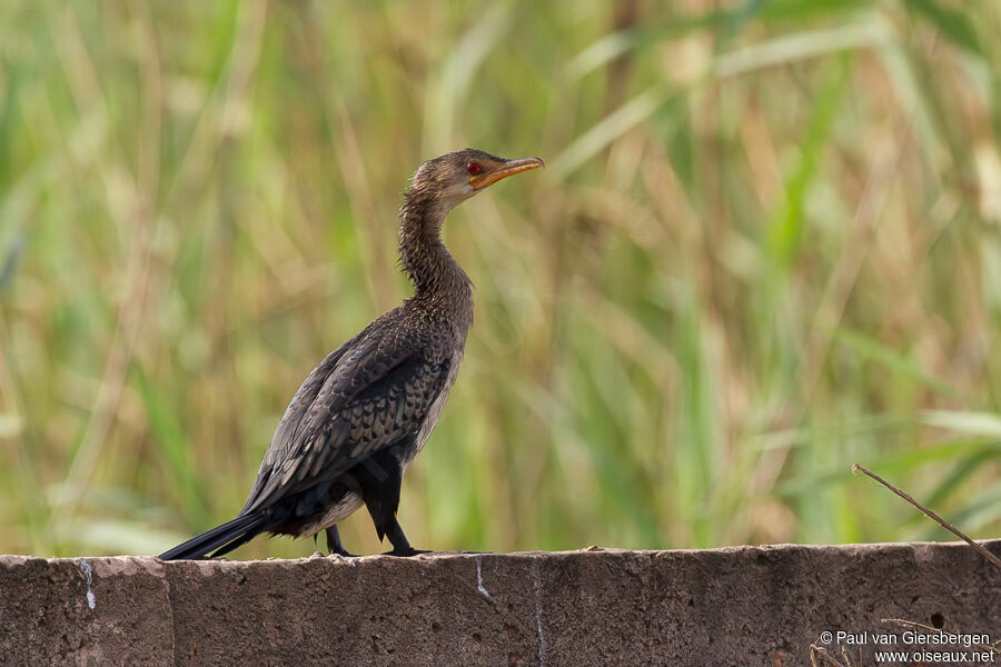 Cormoran africainadulte