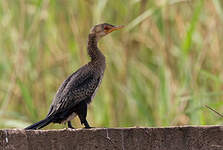 Cormoran africain