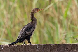 Reed Cormorant