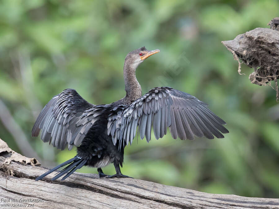 Cormoran africainimmature, pigmentation, Comportement