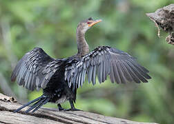 Reed Cormorant